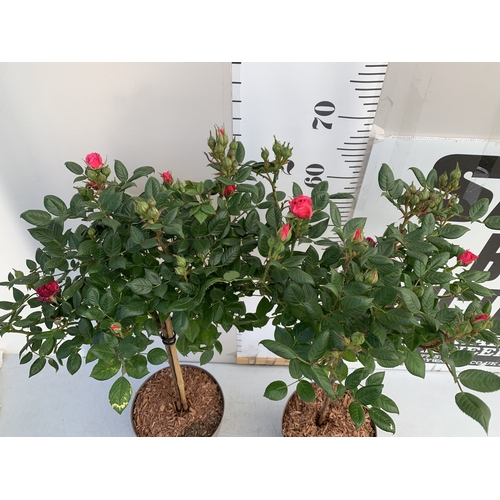 127 - TWO ROSE VARIETIES IN FLOWER ON A STEM. IN 3 LTR POTS, APPROX 70CM TALL. TO BE SOLD FOR THE TWO
