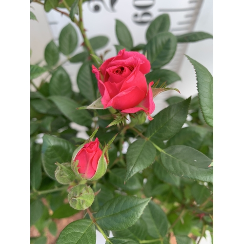 127 - TWO ROSE VARIETIES IN FLOWER ON A STEM. IN 3 LTR POTS, APPROX 70CM TALL. TO BE SOLD FOR THE TWO
