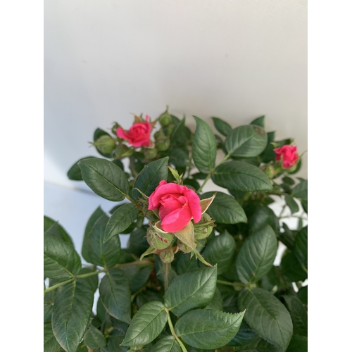 127 - TWO ROSE VARIETIES IN FLOWER ON A STEM. IN 3 LTR POTS, APPROX 70CM TALL. TO BE SOLD FOR THE TWO