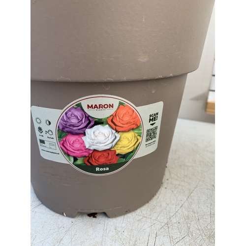 127 - TWO ROSE VARIETIES IN FLOWER ON A STEM. IN 3 LTR POTS, APPROX 70CM TALL. TO BE SOLD FOR THE TWO