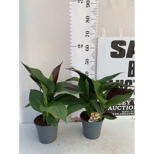 128 - TWO CANNA 'CLEOPATRA' IN 2 LTR POTS APPROX 50CM TALL. TO BE SOLD FOR THE TWO