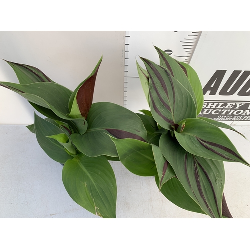128 - TWO CANNA 'CLEOPATRA' IN 2 LTR POTS APPROX 50CM TALL. TO BE SOLD FOR THE TWO