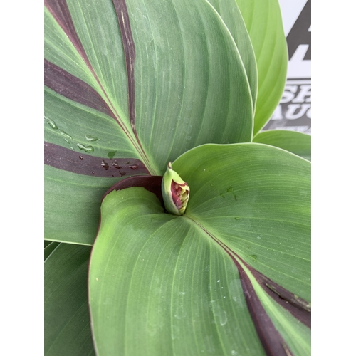 128 - TWO CANNA 'CLEOPATRA' IN 2 LTR POTS APPROX 50CM TALL. TO BE SOLD FOR THE TWO