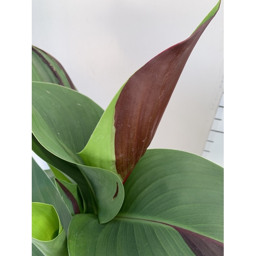 128 - TWO CANNA 'CLEOPATRA' IN 2 LTR POTS APPROX 50CM TALL. TO BE SOLD FOR THE TWO