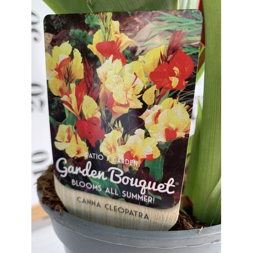 128 - TWO CANNA 'CLEOPATRA' IN 2 LTR POTS APPROX 50CM TALL. TO BE SOLD FOR THE TWO