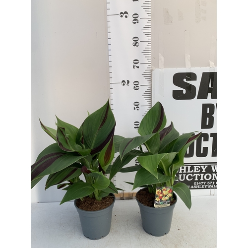 129 - TWO CANNA 'CLEOPATRA' IN 2 LTR POTS APPROX 50CM TALL. TO BE SOLD FOR THE TWO