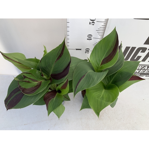 129 - TWO CANNA 'CLEOPATRA' IN 2 LTR POTS APPROX 50CM TALL. TO BE SOLD FOR THE TWO