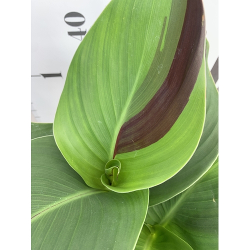 129 - TWO CANNA 'CLEOPATRA' IN 2 LTR POTS APPROX 50CM TALL. TO BE SOLD FOR THE TWO