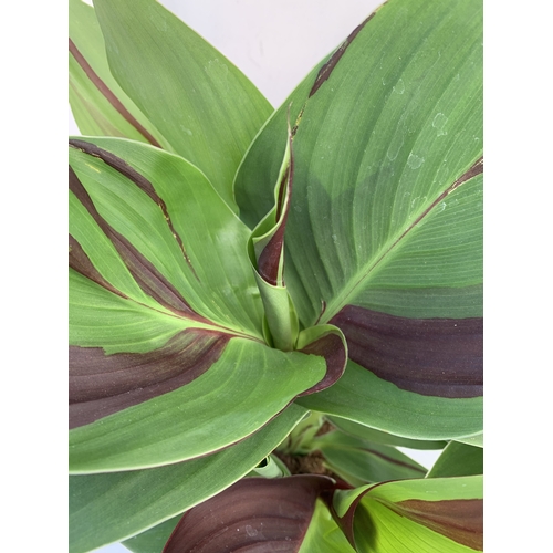 129 - TWO CANNA 'CLEOPATRA' IN 2 LTR POTS APPROX 50CM TALL. TO BE SOLD FOR THE TWO