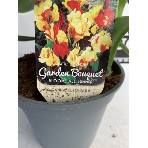 129 - TWO CANNA 'CLEOPATRA' IN 2 LTR POTS APPROX 50CM TALL. TO BE SOLD FOR THE TWO