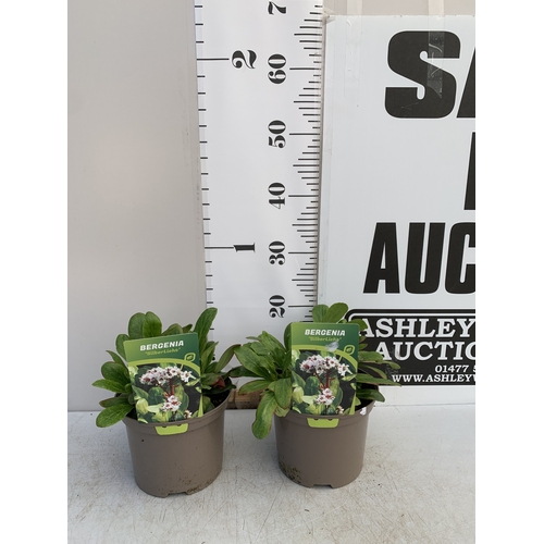 132 - TWO BERGENIAS ELEPHANTS EARS 'SILBERLICHT' IN 2 LTR POTS. IN FLOWER, APPROX 20-30CM IN HEIGHT. TO BE... 