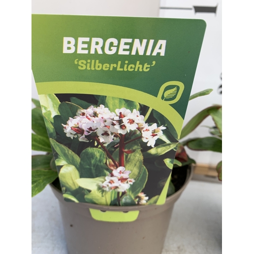 132 - TWO BERGENIAS ELEPHANTS EARS 'SILBERLICHT' IN 2 LTR POTS. IN FLOWER, APPROX 20-30CM IN HEIGHT. TO BE... 