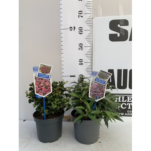 133 - TWO MIXED LEUCOTHOE- ONE KEISKEI 'BURNING LOVE' AND ONE AXILLARIS 'CURLY RED' IN 2 LTR POTS. APPROX ... 