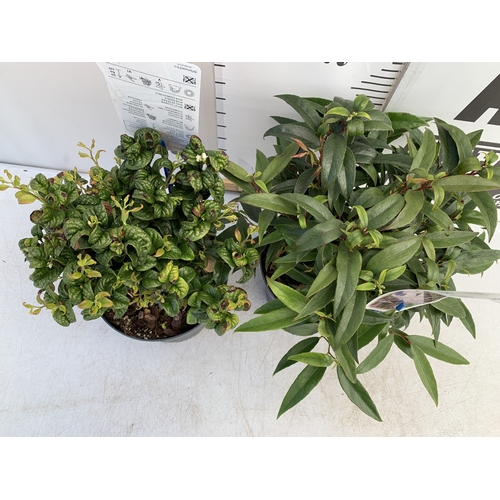 133 - TWO MIXED LEUCOTHOE- ONE KEISKEI 'BURNING LOVE' AND ONE AXILLARIS 'CURLY RED' IN 2 LTR POTS. APPROX ... 