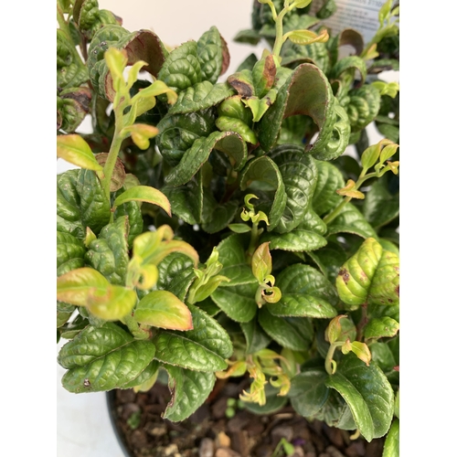 133 - TWO MIXED LEUCOTHOE- ONE KEISKEI 'BURNING LOVE' AND ONE AXILLARIS 'CURLY RED' IN 2 LTR POTS. APPROX ... 