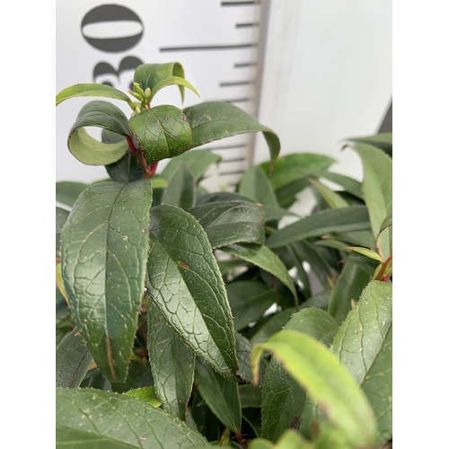 133 - TWO MIXED LEUCOTHOE- ONE KEISKEI 'BURNING LOVE' AND ONE AXILLARIS 'CURLY RED' IN 2 LTR POTS. APPROX ... 