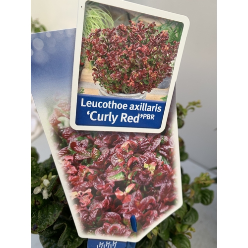 133 - TWO MIXED LEUCOTHOE- ONE KEISKEI 'BURNING LOVE' AND ONE AXILLARIS 'CURLY RED' IN 2 LTR POTS. APPROX ... 