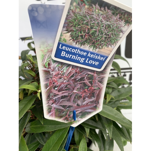 133 - TWO MIXED LEUCOTHOE- ONE KEISKEI 'BURNING LOVE' AND ONE AXILLARIS 'CURLY RED' IN 2 LTR POTS. APPROX ... 