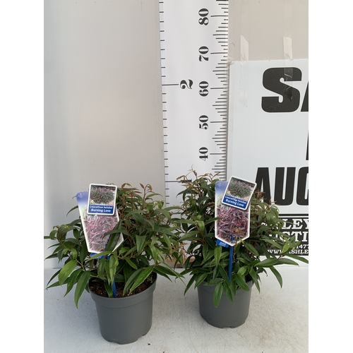 134 - TWO LEUCOTHOE KEISKEI 'BURNING LOVE' IN 2 LTR POTS. APPROX 30-40CM IN HEIGHT, TO BE SOLD FOR THE TWO