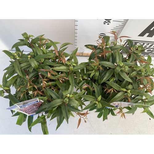 134 - TWO LEUCOTHOE KEISKEI 'BURNING LOVE' IN 2 LTR POTS. APPROX 30-40CM IN HEIGHT, TO BE SOLD FOR THE TWO