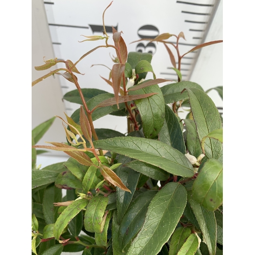 134 - TWO LEUCOTHOE KEISKEI 'BURNING LOVE' IN 2 LTR POTS. APPROX 30-40CM IN HEIGHT, TO BE SOLD FOR THE TWO