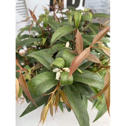 134 - TWO LEUCOTHOE KEISKEI 'BURNING LOVE' IN 2 LTR POTS. APPROX 30-40CM IN HEIGHT, TO BE SOLD FOR THE TWO