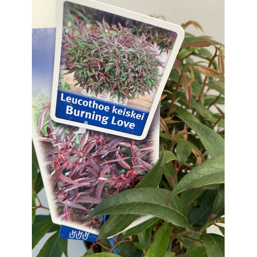 134 - TWO LEUCOTHOE KEISKEI 'BURNING LOVE' IN 2 LTR POTS. APPROX 30-40CM IN HEIGHT, TO BE SOLD FOR THE TWO
