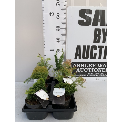 137 - SIX MIXED VARIETIES OF CONIFERS IN 10CM POTS ON A TRAY. APPROX 30-40CM TALL, EACH CONIFER IS DIFFERE... 