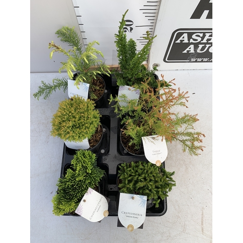 137 - SIX MIXED VARIETIES OF CONIFERS IN 10CM POTS ON A TRAY. APPROX 30-40CM TALL, EACH CONIFER IS DIFFERE... 