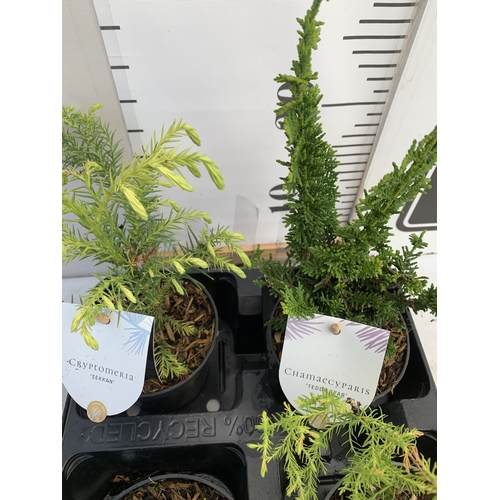 137 - SIX MIXED VARIETIES OF CONIFERS IN 10CM POTS ON A TRAY. APPROX 30-40CM TALL, EACH CONIFER IS DIFFERE... 