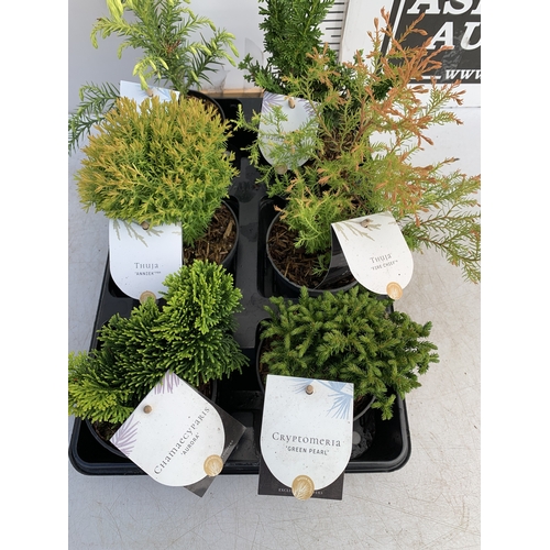 137 - SIX MIXED VARIETIES OF CONIFERS IN 10CM POTS ON A TRAY. APPROX 30-40CM TALL, EACH CONIFER IS DIFFERE... 