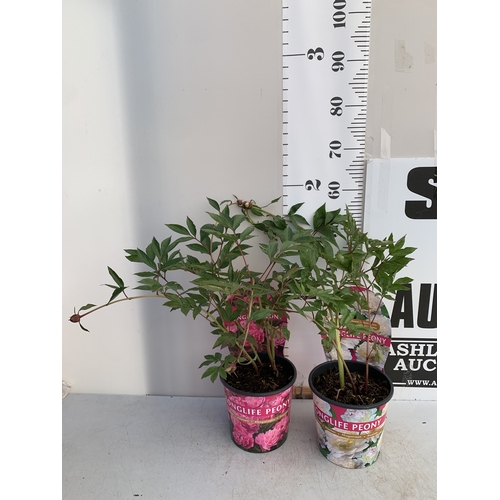 138 - TWO CHINESE PEONY PAEONIA LACTIFLORA LONGLIFE, IN BUD ONE WHITE AND ONE PINK. IN 3 LTR POTS APPROX 6... 