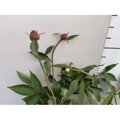 138 - TWO CHINESE PEONY PAEONIA LACTIFLORA LONGLIFE, IN BUD ONE WHITE AND ONE PINK. IN 3 LTR POTS APPROX 6... 