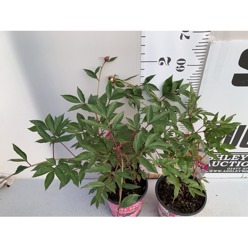 138 - TWO CHINESE PEONY PAEONIA LACTIFLORA LONGLIFE, IN BUD ONE WHITE AND ONE PINK. IN 3 LTR POTS APPROX 6... 