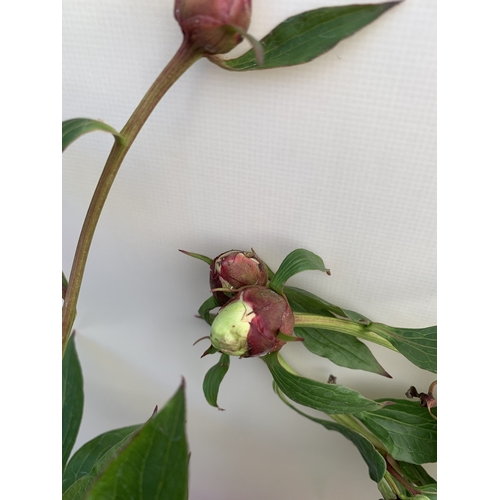 138 - TWO CHINESE PEONY PAEONIA LACTIFLORA LONGLIFE, IN BUD ONE WHITE AND ONE PINK. IN 3 LTR POTS APPROX 6... 
