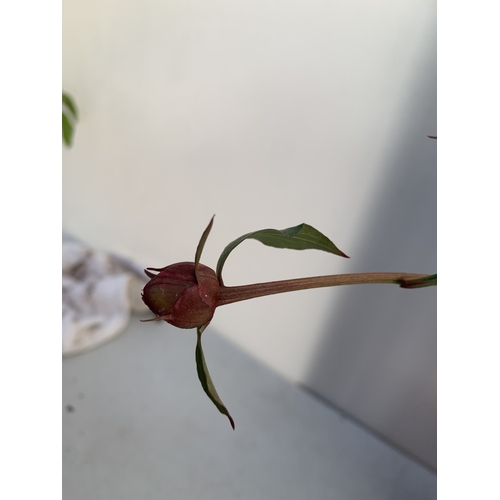 138 - TWO CHINESE PEONY PAEONIA LACTIFLORA LONGLIFE, IN BUD ONE WHITE AND ONE PINK. IN 3 LTR POTS APPROX 6... 