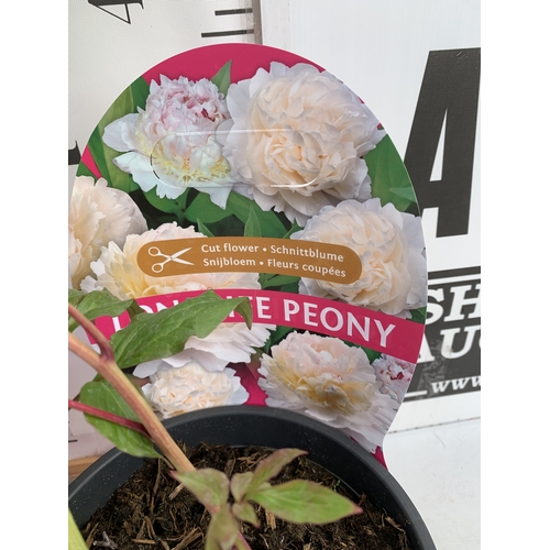 138 - TWO CHINESE PEONY PAEONIA LACTIFLORA LONGLIFE, IN BUD ONE WHITE AND ONE PINK. IN 3 LTR POTS APPROX 6... 