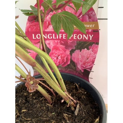 138 - TWO CHINESE PEONY PAEONIA LACTIFLORA LONGLIFE, IN BUD ONE WHITE AND ONE PINK. IN 3 LTR POTS APPROX 6... 