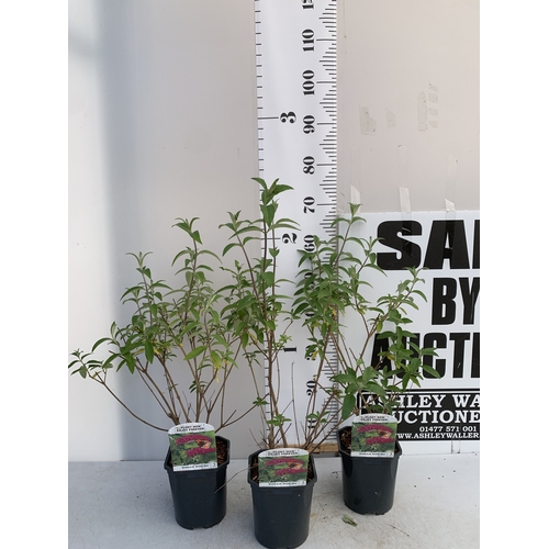 141 - THREE BUDDLEIA DAVIDII 'ROYAL RED'. APPROX 60-70CM TALL IN 2 LTR POTS, TO BE SOLD FOR THE THREE