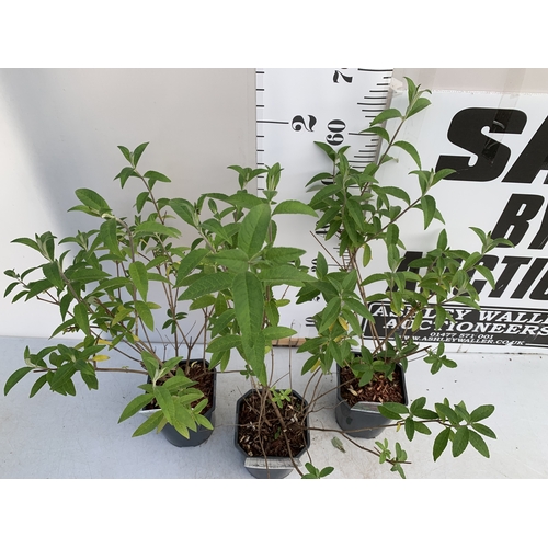 141 - THREE BUDDLEIA DAVIDII 'ROYAL RED'. APPROX 60-70CM TALL IN 2 LTR POTS, TO BE SOLD FOR THE THREE