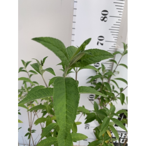 141 - THREE BUDDLEIA DAVIDII 'ROYAL RED'. APPROX 60-70CM TALL IN 2 LTR POTS, TO BE SOLD FOR THE THREE