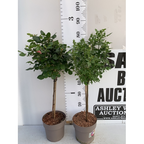 146 - TWO ROSE VARIETIES IN FLOWER ON A STEM. IN 3 LTR POTS, APPROX 70CM TALL. TO BE SOLD FOR THE TWO