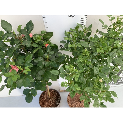 146 - TWO ROSE VARIETIES IN FLOWER ON A STEM. IN 3 LTR POTS, APPROX 70CM TALL. TO BE SOLD FOR THE TWO