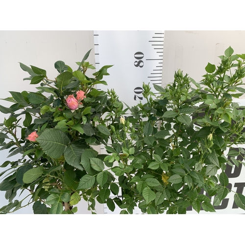 146 - TWO ROSE VARIETIES IN FLOWER ON A STEM. IN 3 LTR POTS, APPROX 70CM TALL. TO BE SOLD FOR THE TWO