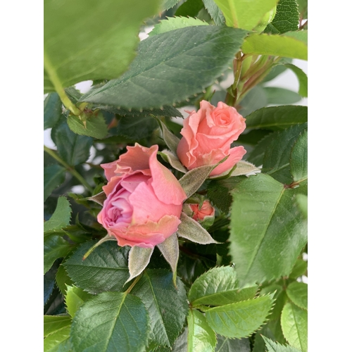 146 - TWO ROSE VARIETIES IN FLOWER ON A STEM. IN 3 LTR POTS, APPROX 70CM TALL. TO BE SOLD FOR THE TWO