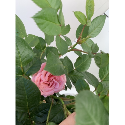 146 - TWO ROSE VARIETIES IN FLOWER ON A STEM. IN 3 LTR POTS, APPROX 70CM TALL. TO BE SOLD FOR THE TWO