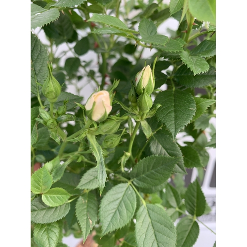 146 - TWO ROSE VARIETIES IN FLOWER ON A STEM. IN 3 LTR POTS, APPROX 70CM TALL. TO BE SOLD FOR THE TWO