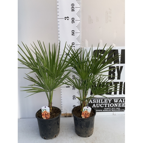147 - TWO CHAMAEROPS HUMILIS PALMS IN 3 LTR POTS. APPROX 70-80CM TALL, TO BE SOLD FOR THE TWO