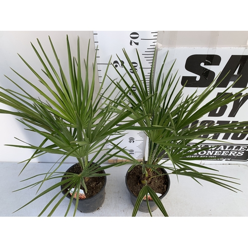 147 - TWO CHAMAEROPS HUMILIS PALMS IN 3 LTR POTS. APPROX 70-80CM TALL, TO BE SOLD FOR THE TWO