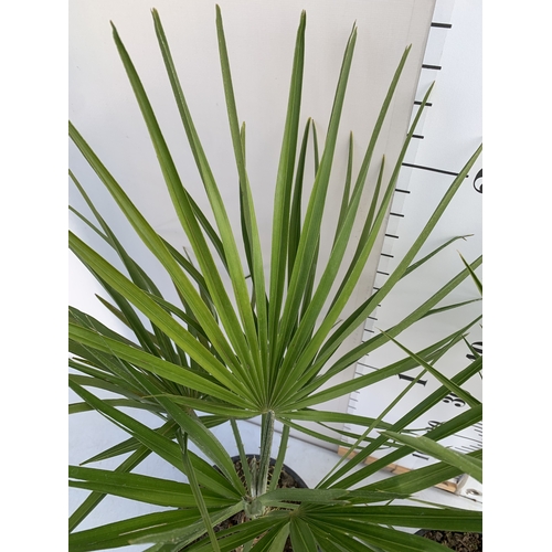 147 - TWO CHAMAEROPS HUMILIS PALMS IN 3 LTR POTS. APPROX 70-80CM TALL, TO BE SOLD FOR THE TWO